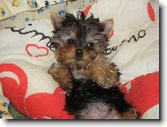 Jork��rsk� terier, Yorkshire Terrier,