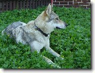 Chechoslovakian wolfdog \(Dog standard\)