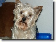 Jork��rsk� terier, Yorkshire Terrier,