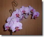 Phalaenopsis
