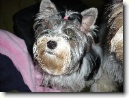 Jork��rsk� terier, Yorkshire Terrier,