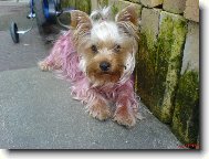 Jork��rsk� terier, Yorkshire Terrier,