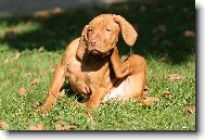 Hungarian short-haired pointer \(vizsla\) \(Dog standard\)