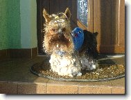 Jork��rsk� terier, Yorkshire Terrier,