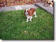 Cavalier King Charles Spaniel