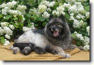 Deutscher spitz, German Spitz