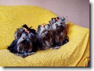 Jork��rsk� terier, Yorkshire Terrier,