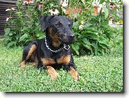 Deutscher Jagdterrier