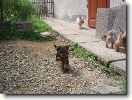 Jork��rsk� terier, Yorkshire Terrier,
