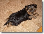 Jork��rsk� terier, Yorkshire Terrier,