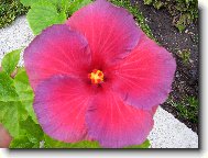 Hibiscus rosa-sinensis