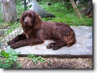 German long-haired Pointing Dog