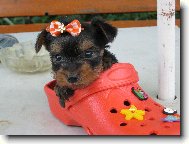 Jork��rsk� terier, Yorkshire Terrier,