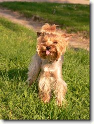 Jork��rsk� terier, Yorkshire Terrier,
