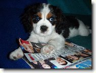 Cavalier King Charles Spaniel