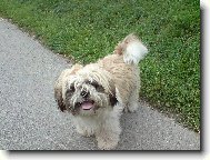 �icu, Shih-Tzu