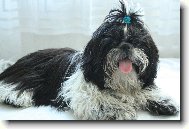 �icu, Shih-Tzu