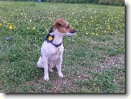 Parson Russel Terrier