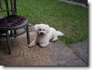Bichon � poil fris�, Bichon Frise