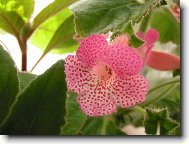 Kohleria