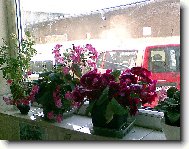 kohleria r��ov�   a gloxinie