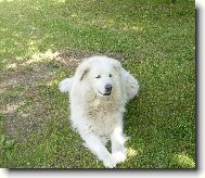 Cane da Pastore Maremmano-Abruzzese