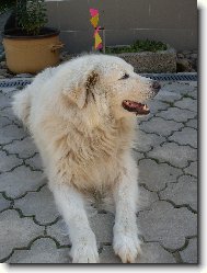 Cane da Pastore Maremmano-Abruzzese