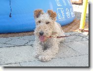 Fox Terrier Wire