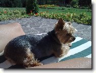 Jork��rsk� terier, Yorkshire Terrier,