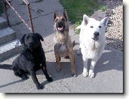 Belgian shepherd malinois \(Dog standard\)