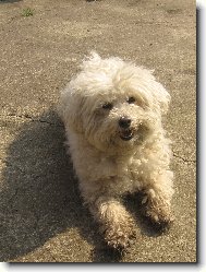 Bichon � poil fris�, Bichon Frise