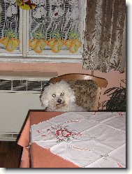 Bichon � poil fris�, Bichon Frise