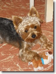 Jork��rsk� terier, Yorkshire Terrier,