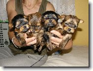 Yorkshire Terrier