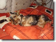 Yorkshire Terrier