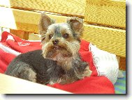Yorkshire Terrier