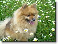 Deutscher spitz - Kleinspitz, German Spitz � Miniature Spitz