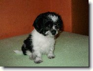 �icu, Shih-Tzu