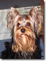 Yorkshire Terrier