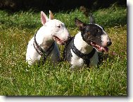 Bull terrier \(Dog standard\)