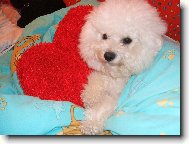 Bichon � poil fris�, Bichon Frise