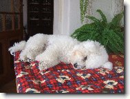 Bichon � poil fris�, Bichon Frise