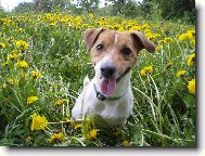 Jack Russell Terrier