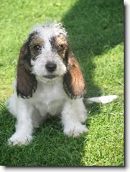 Petit Basset griffon vend�en, Petit Basset Griffon Vendeen