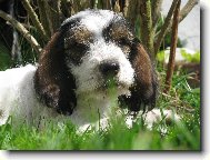 Petit Basset griffon vend�en, Petit Basset Griffon Vendeen
