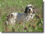Petit Basset griffon vend�en, Petit Basset Griffon Vendeen