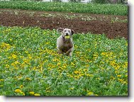 Weimaraner, Weimaraner Vorsterhund