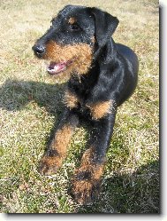 Deutscher Jagdterrier