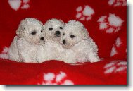 Bichon � poil fris�, Bichon Frise