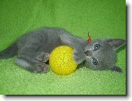 Russian Blue